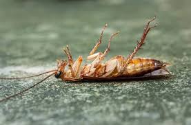 fumigation and pest control services in kenya