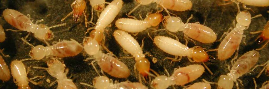 Termite Control Services in Kiambu County