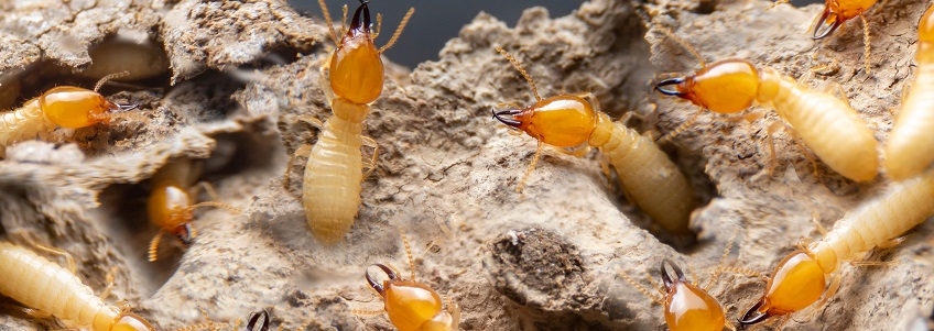 Termites Control Services In Kiambu Road